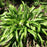 Sedge, Seersucker Sedge