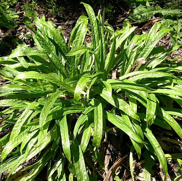 Sedge, Seersucker Sedge