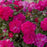 Rose, Highwire Flyer™ Rose