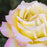 Rose, Peace Rose