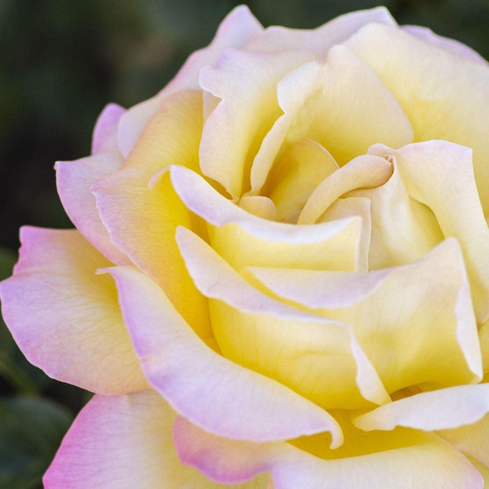 Rose, Peace Rose