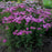 Yarrow, Firefly Fuchsia Yarrow