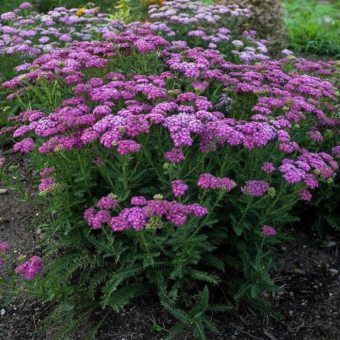 Yarrow, Firefly Fuchsia Yarrow