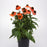 Coneflower, Artisan™ Soft Orange Coneflower