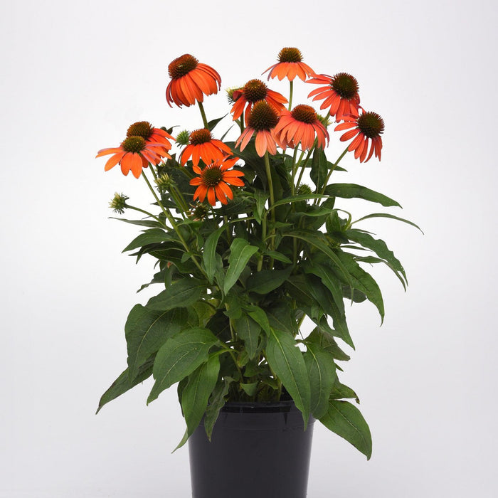 Coneflower, Artisan™ Soft Orange Coneflower