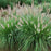 Grass, Etouffee™ Fountain Grass