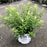 Deutzia, Chardonnay Pearls® Deutzia