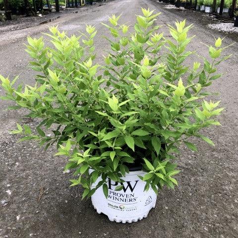 Deutzia, Chardonnay Pearls® Deutzia