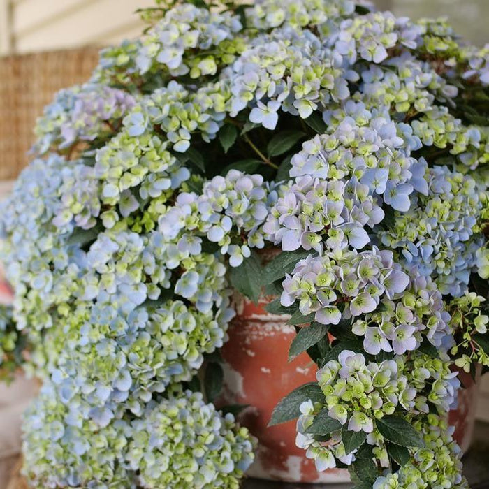 Hydrangea, Fairytrail Fresco® Cascade Hydrangea