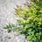 Bamboo, Gulf Stream Heavenly Bamboo