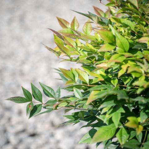 Bamboo, Gulf Stream Heavenly Bamboo