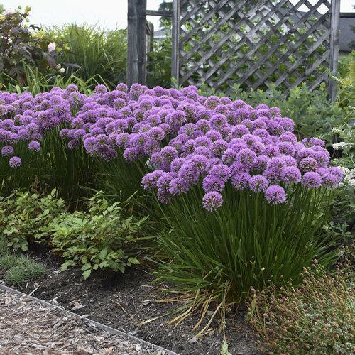 Allium, Millenium Ornamental Onion