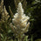 Astilbe, Deutschland Japanese Astilbe