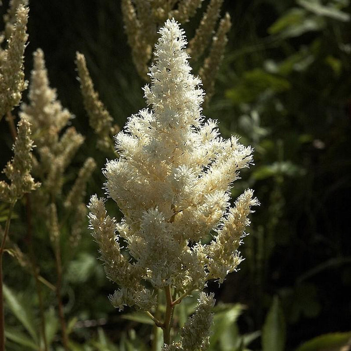 Astilbe, Deutschland Japanese Astilbe