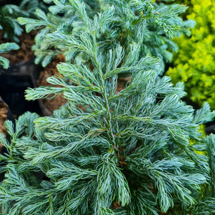 False Cypress, True Blue False Cypress