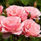 Rose, Queen Elizabeth Grandiflora Rose