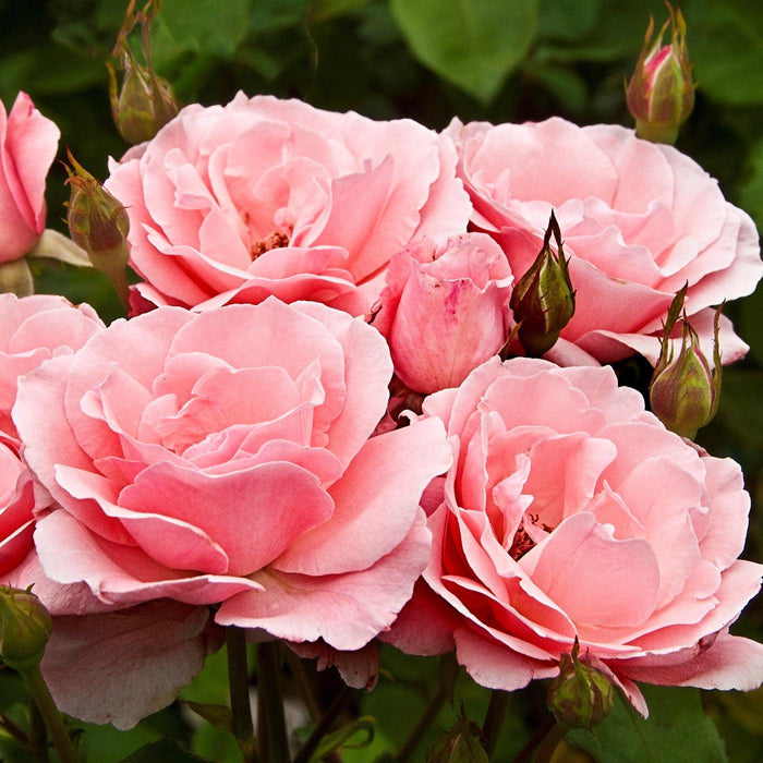 Rose, Queen Elizabeth Grandiflora Rose