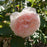Rose, Olivia™ Rose