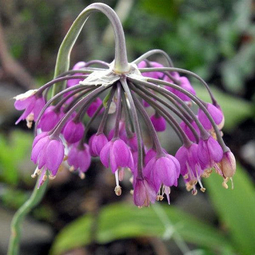 Allium, Nodding Onion