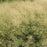 Grass, Golden Dew Tufted Hair Grass