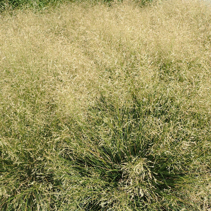 Grass, Golden Dew Tufted Hair Grass