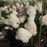 Hydrangea, Love-A-Lot™ Pink Hydrangea
