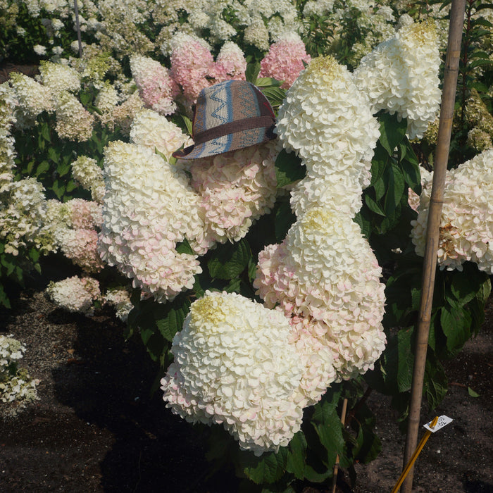 Hydrangea, Love-A-Lot™ Pink Hydrangea