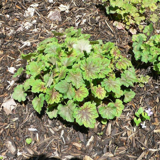 Coral Bells, Common Coral Bells