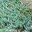 Juniperus horizontalis 'Youngstown'  - Youngstown Creeping Juniper