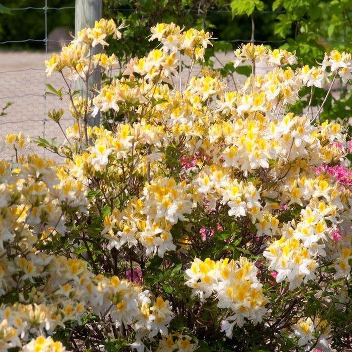 Azalea, Northern Hi-Lights Azalea
