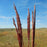 Grass, Red October Big Bluestem