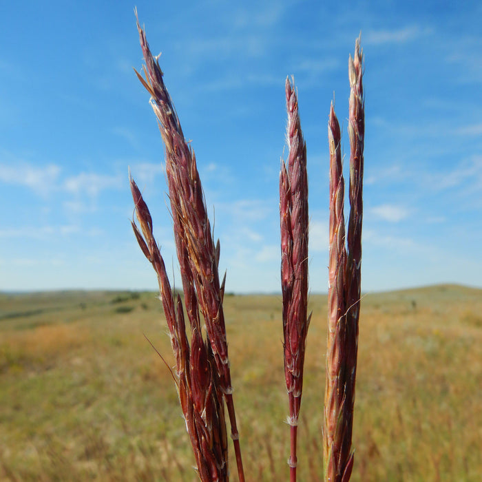 Grass, Red October Big Bluestem
