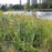 Rattlesnake Master
