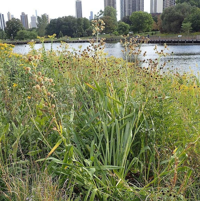 Rattlesnake Master