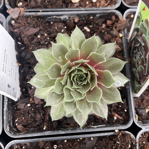 Sempervivum, Ruby Heart Hens and Chicks