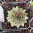 Sempervivum, Ruby Heart Hens and Chicks