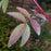 Rose, Swamp Rose