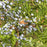 Cedar, Eastern Red Cedar