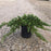 Juniper, Japanese Garden Juniper