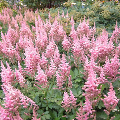 Astilbe, Vision in Pink Chinese Astilbe