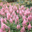 Astilbe, Vision in Pink Chinese Astilbe