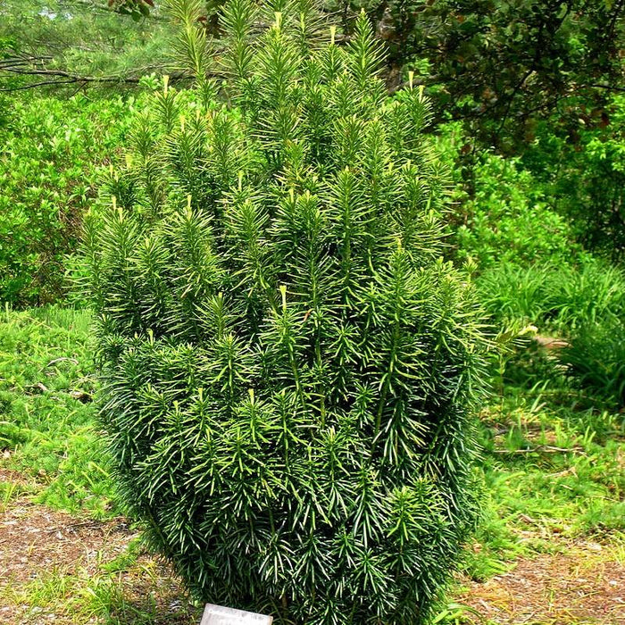 Plum Yew, Fastigiata Upright Japanese Plum Yew