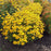 Black Eyed Susan, Gold Blitz Black-Eyed Susan