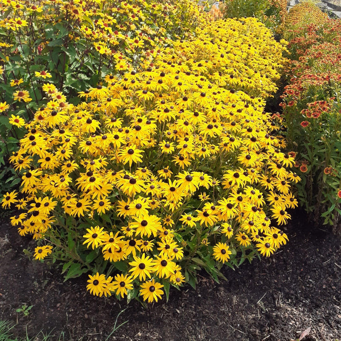 Black Eyed Susan, Gold Blitz Black-Eyed Susan