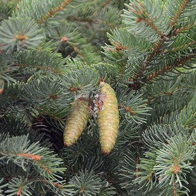 Spruce, White Spruce