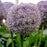 Allium, Globemaster Ornamental Onion