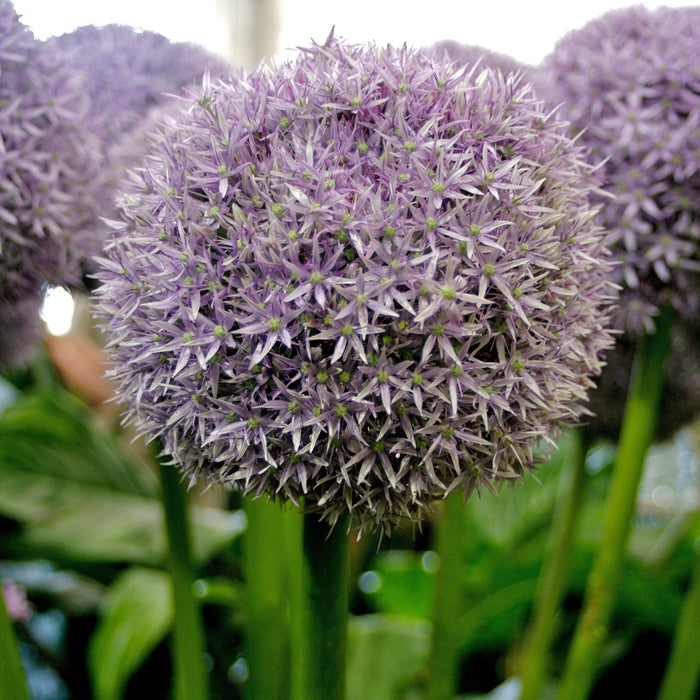 Allium, Globemaster Ornamental Onion