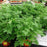 Scented Geranium, Citronella Scented Geranium