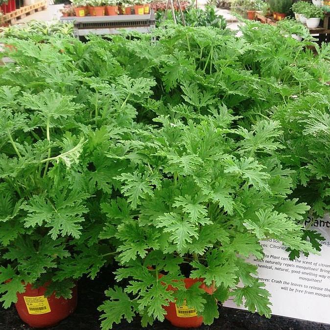 Scented Geranium, Citronella Scented Geranium
