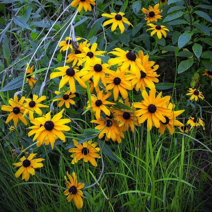 Black Eyed Susan